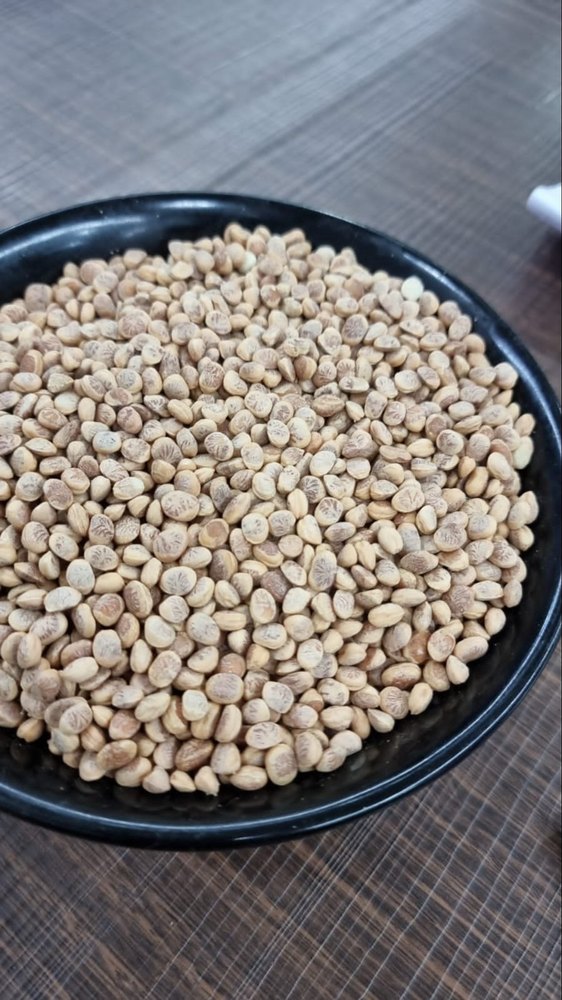 Fresh Chironji Seeds, Loose, Botanical Name: Buchanania Lanzan