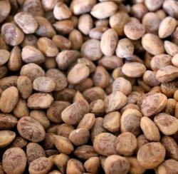 Chironji Seed