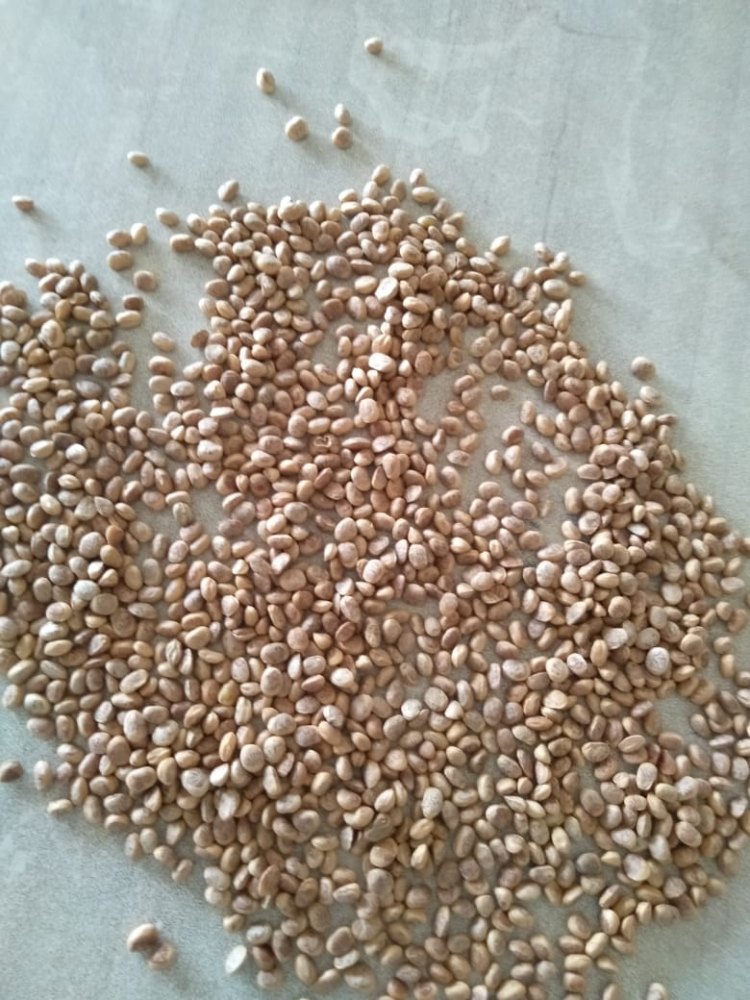 Dry Charoli Chironji, Packaging Size: 15 Kg