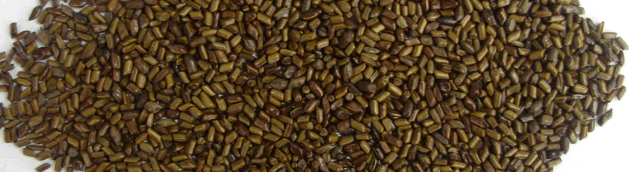 Cassia Tora Split & Powder