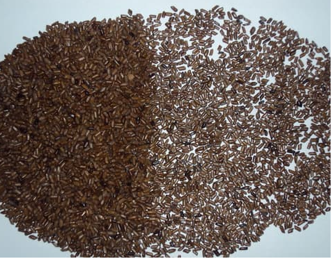 Cassia Tora Split