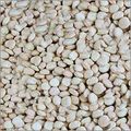 Tamarind Kernels