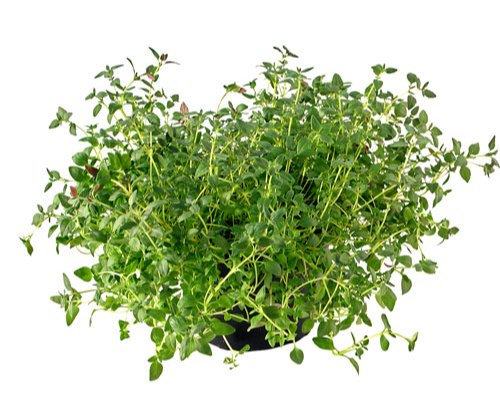 Thyme 1 Kg
