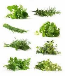 Culinary Herbs
