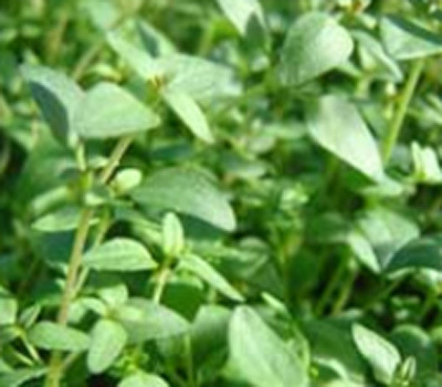 Thyme
