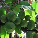 Garcinia Indica