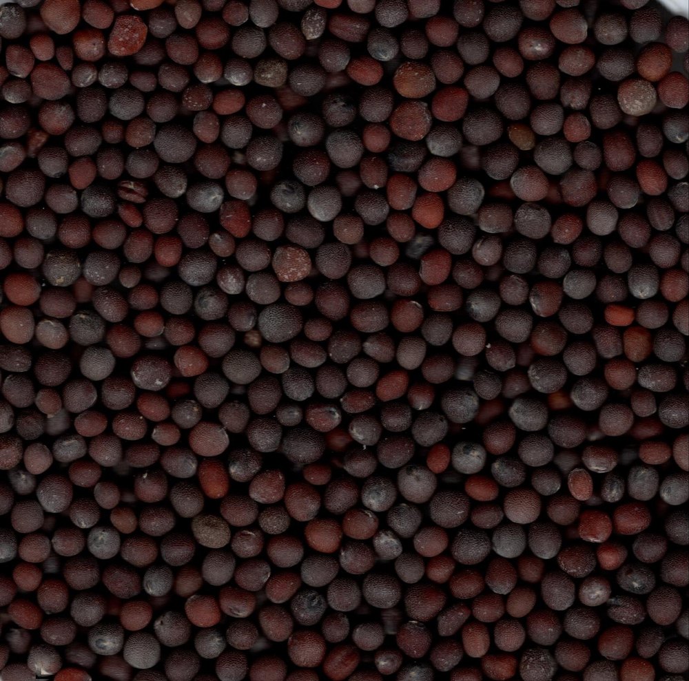 Bora Foods 50 kg Black Mustard Seeds