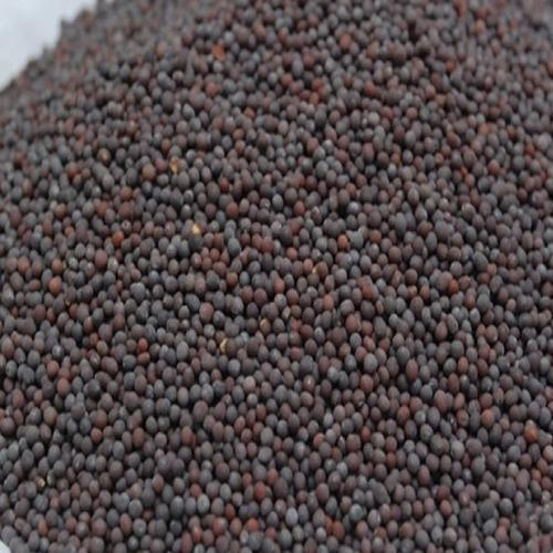 Black Mustard Seed, Packaging Size: 50 kg, Packaging: Sack