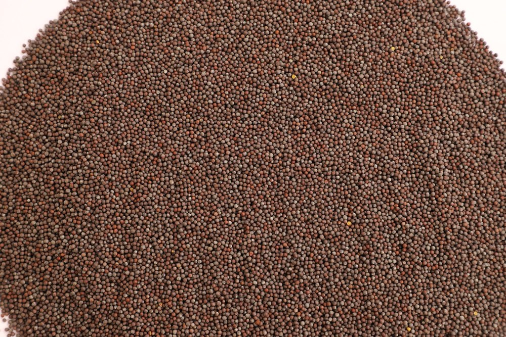 VA 50 kg EXTRA BOLD BLACK MUSTARD