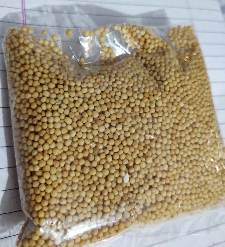 Plain Katta 50kgs Yellow Mustard Seeds