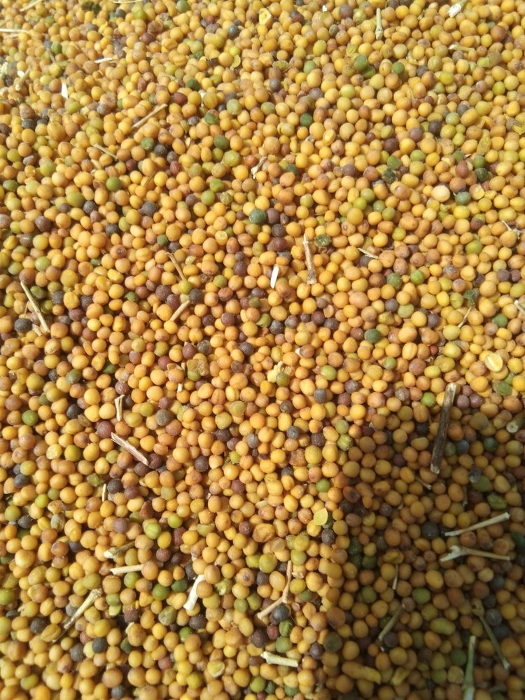Organic Natural Yellow Peeli saro (yalow musterd kolhu oil, Packaging Size: 15kgs