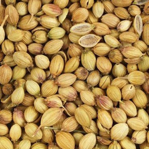 Fresh Organic Coriander Seeds, Packaging Type: PP Bag