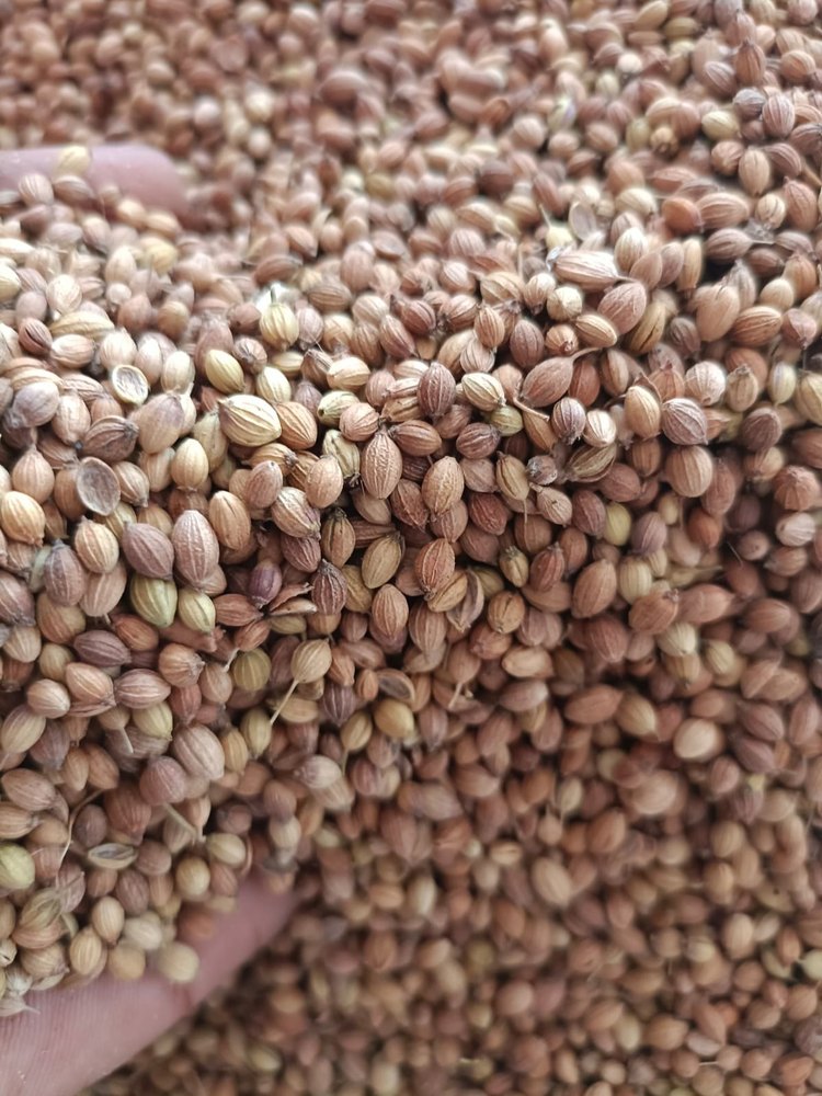 Dried Brown Coriander Badami, Packaging Size: 40 kg