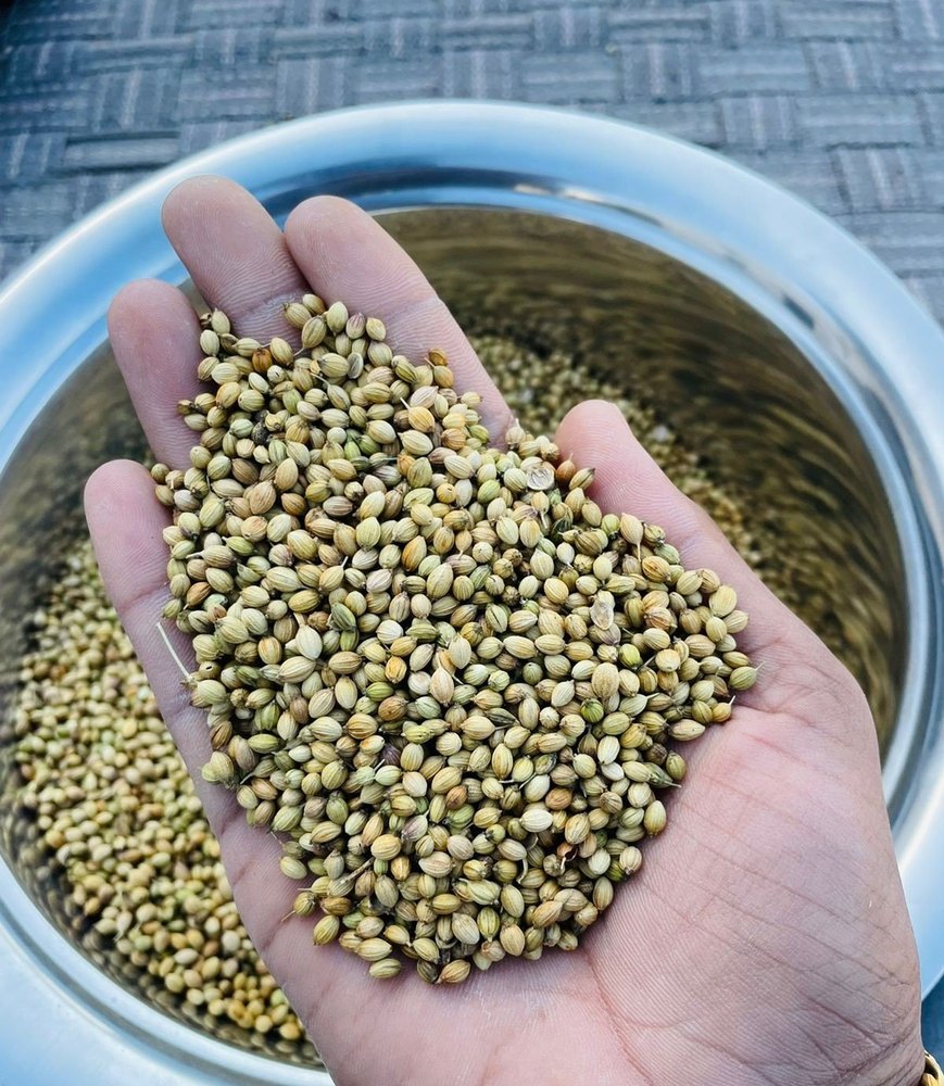Natural Green Dhania Rajasthan, For Food, Packaging Size: 40kg