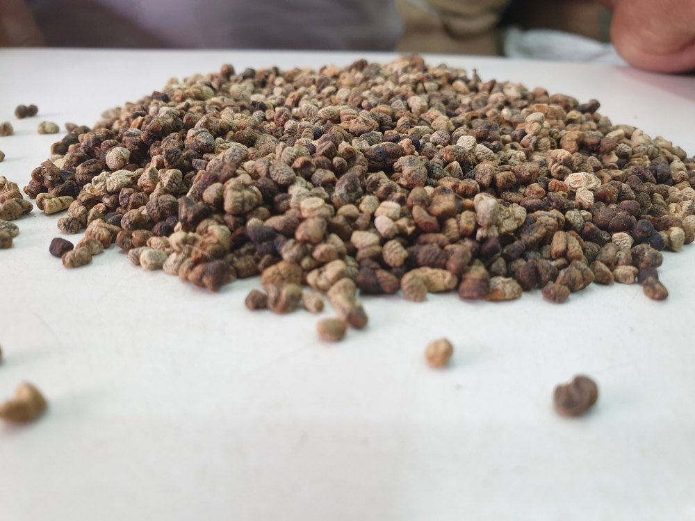 Black Single Cardamom Seeds, Packaging Type: Gunny Bag, Packaging Size: 50 Kg