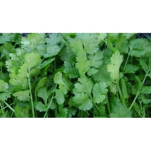 Organic Coriander Seeds