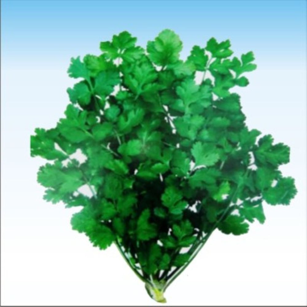 Hybrid Coriander King 27, Packaging Size: 500g