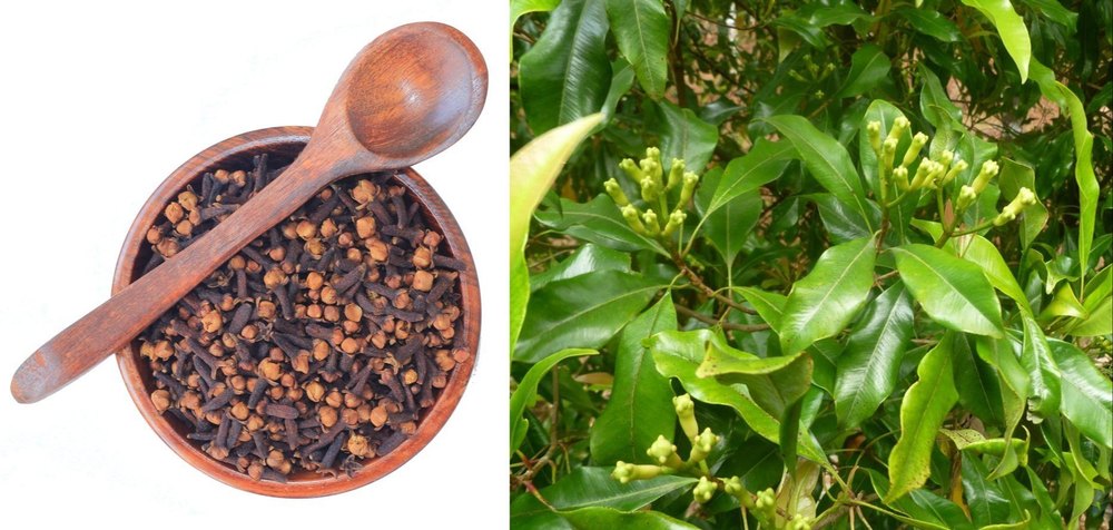 Kerala Clove Brown 1Kg Natural Cloves, Packaging Size: 10 Kg