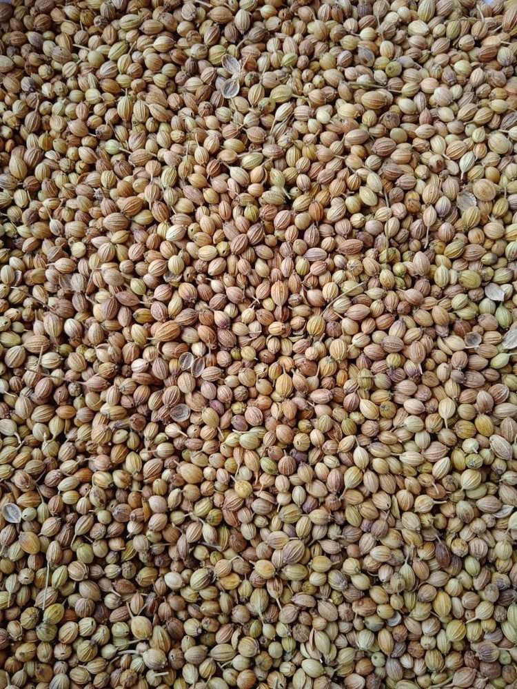 Natural Green Coriander Seed Hybrid, For Agriculture, Packaging Size: 15/25/40 kg