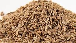 AMRUTA HERBALS Brown Anethum Sowa Seed Extracts, Packaging Type: POLY BAG, Packaging Size: 25 KG