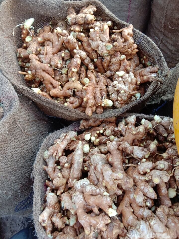 jkapl Green Hybrid Ginger Seeds, Packaging Type: Gunny Bag, Packaging Size: 50g