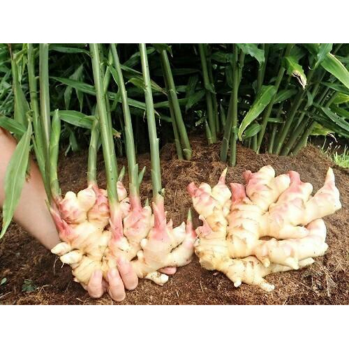 Ginger Seed, adrak ke beej, For Planting, Pack Size: 50 kg