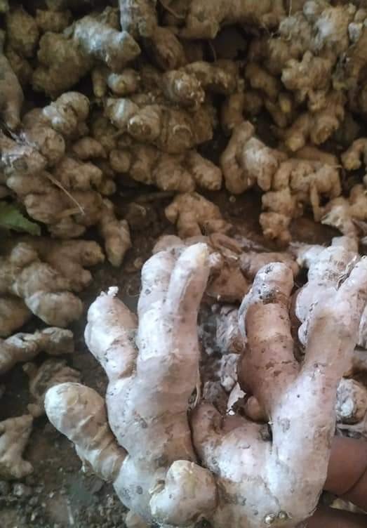 Natural Ginger Seeds, Packaging Type: Bag, Packaging Size: 50 Kg