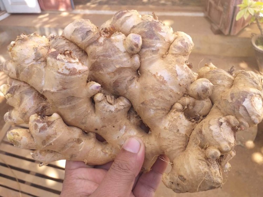 Ginger Seeds all Verities