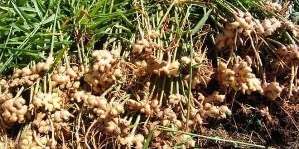 Brown Adrak Seeds, Packaging Type: Gunny Bag, Packaging Size: 100Kg