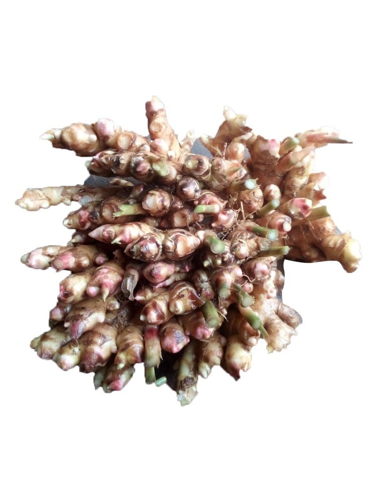 A Grade Karnataka Varada Ginger Seed, Gunny Bag, Packaging Size: 50kg
