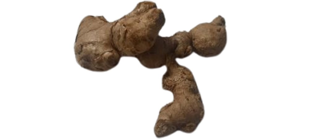 Indian Ginger Seeds, Packaging Type: Gunny Bag, Packaging Size: 1 Kg