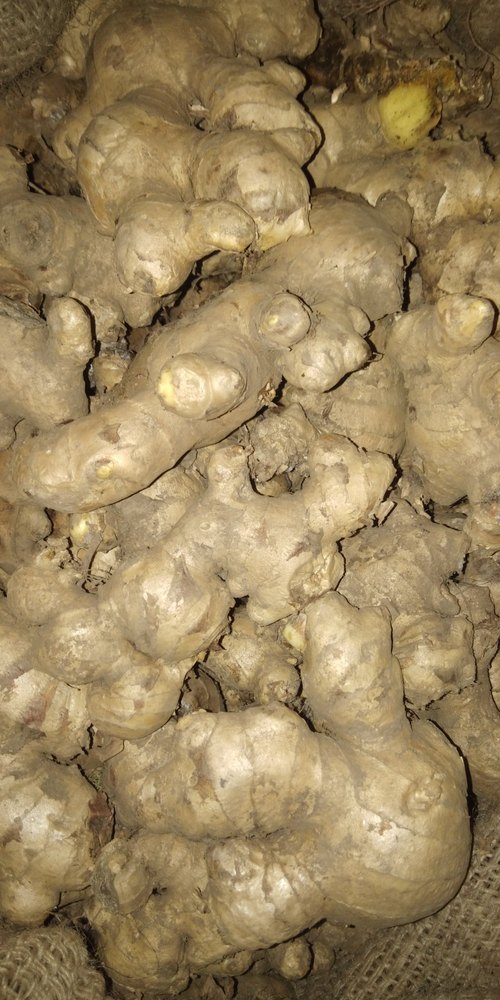 Brown Ginger Seed, Packaging Type: Gunny Bag, Packaging Size: 40 Kg