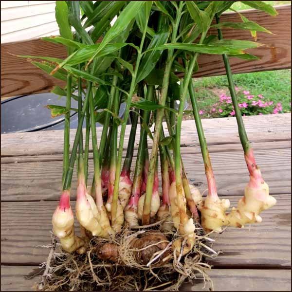 MDH Green Ginger Plant and ginger seeds, Packaging Type: Carton, Packaging Size: 100g