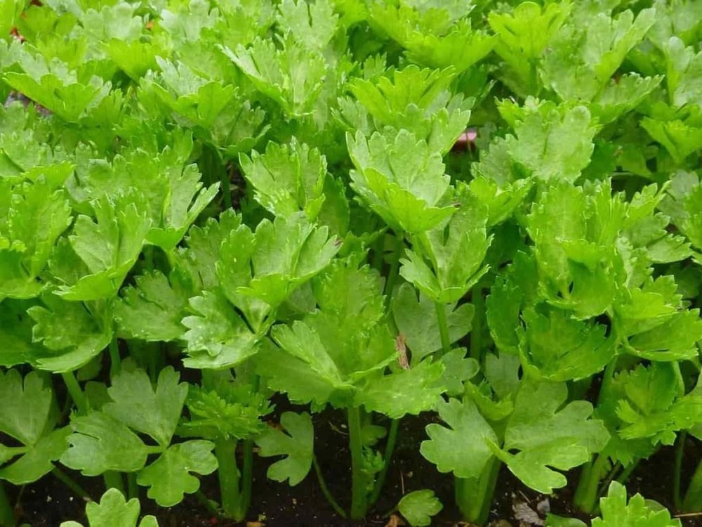 Celery Seed Extract, Packaging Type: HDPE Drum, Packaging Size: 25 Kg