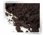 Vanilla Seeds