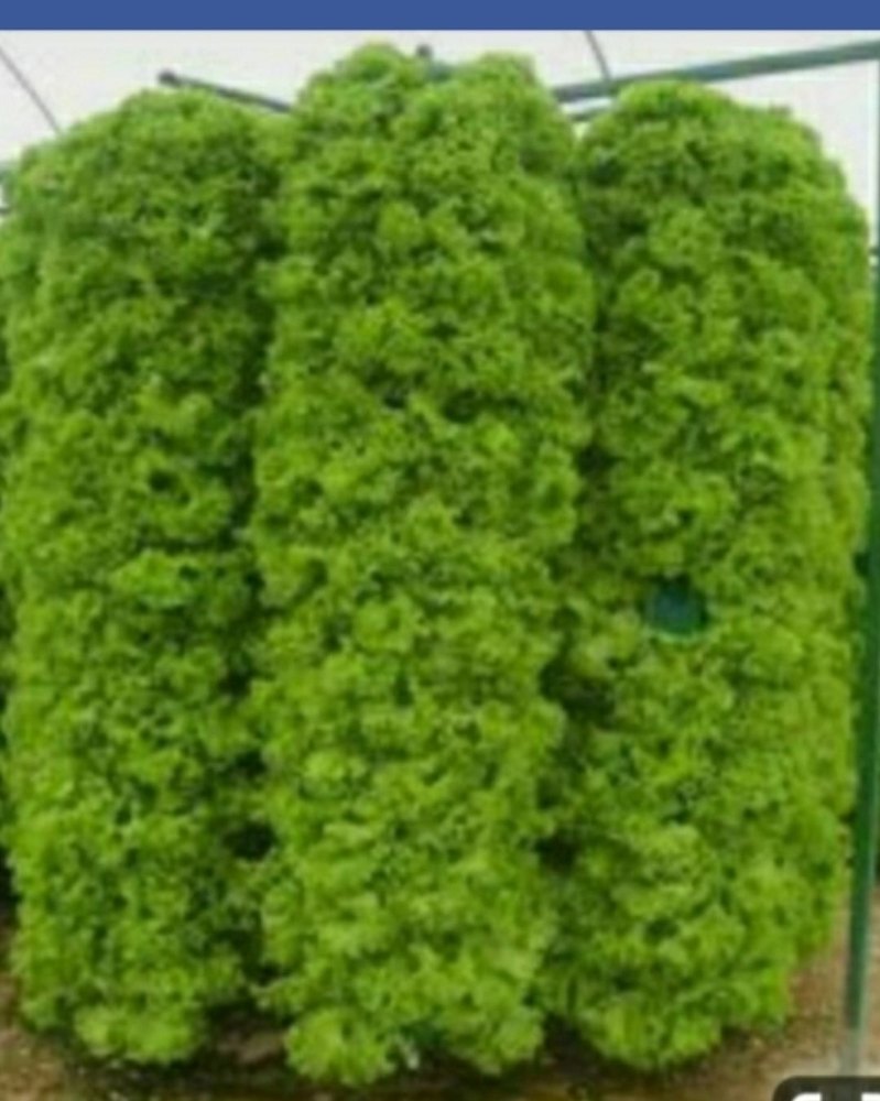 Hydroponic Vertical System