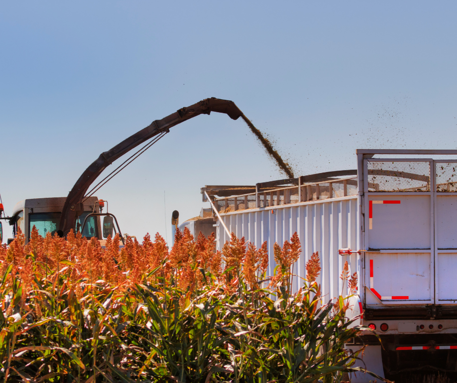 customisation possible Natural Millet Processing, Less Than 11%, Packaging Size: 50 kg Bags
