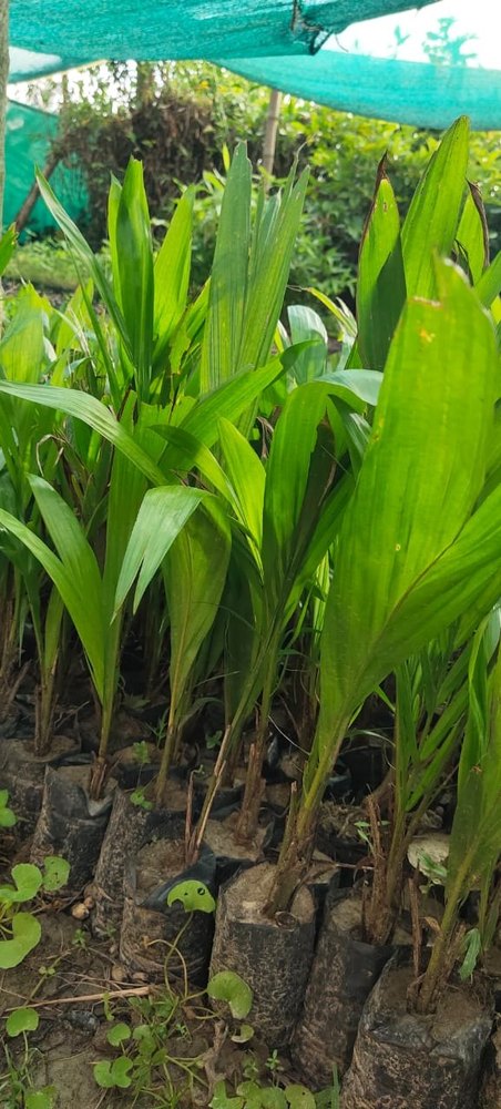 Oil Palm Plant