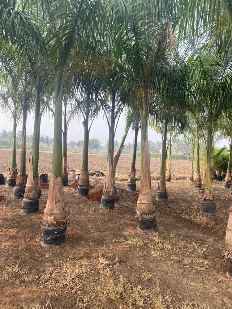 Palm Plant