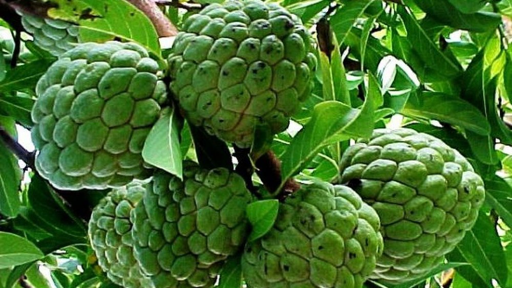 Custard Apple Dehydration Machine