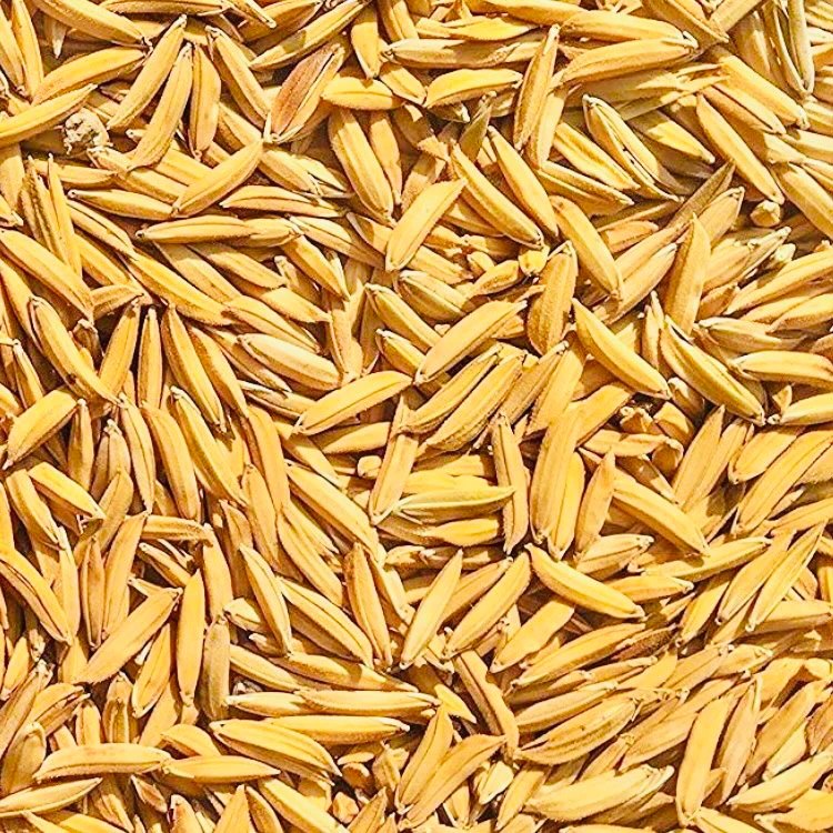 Yellow 1509 Basmati Paddy Rice, Packaging Type: Loose