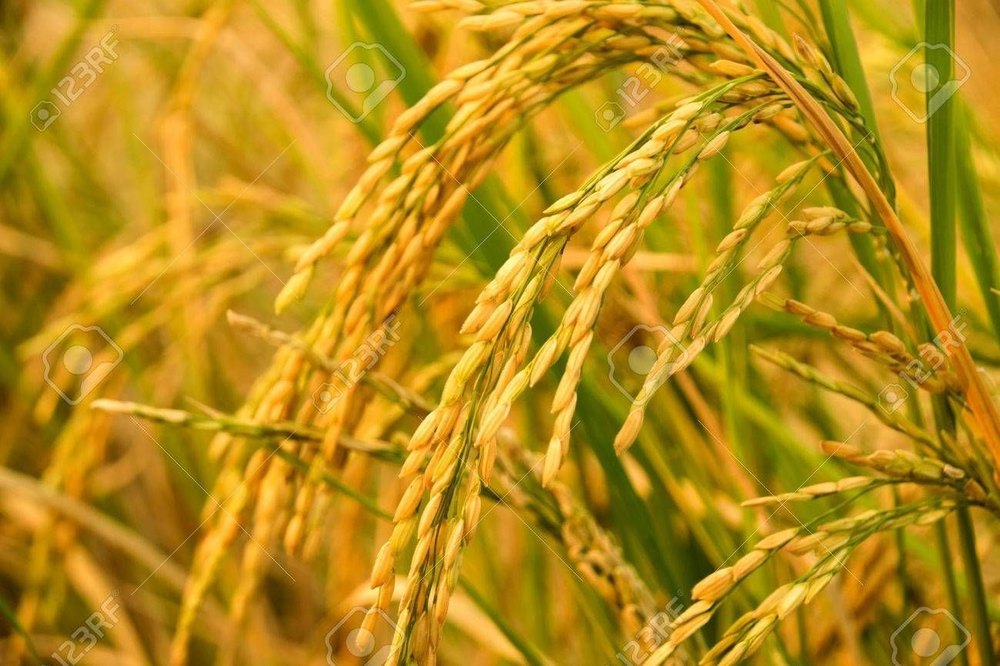 Brown Organic Paddy Rice, Packaging Type: Loose, A Grade