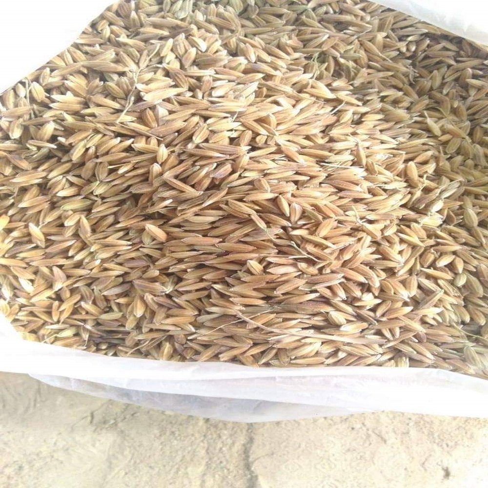 Golden IR 64 Rice Paddy
