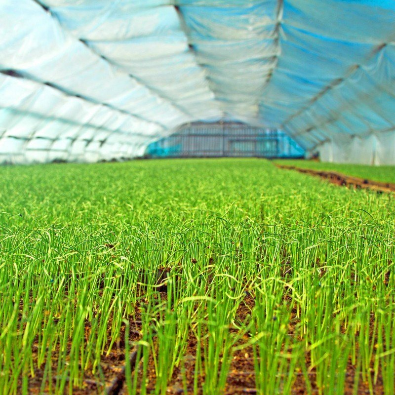 Red Rice Paddy, Packaging Type: Sack Bag, Packaging Size: 50