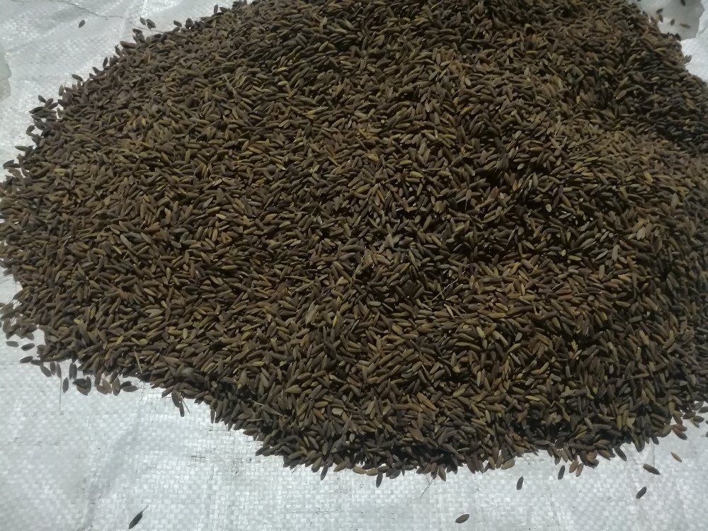 Organic Black Paddy Rice, Gluten Free, Packaging Type: Loose
