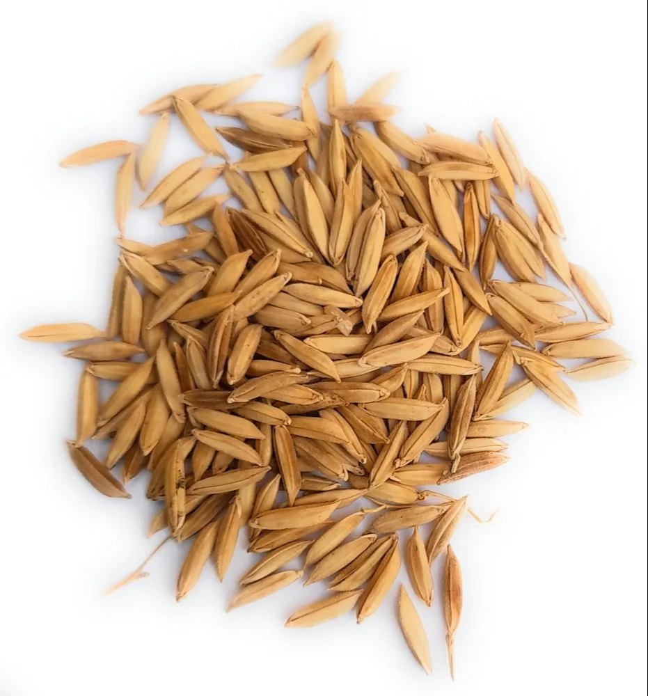Natural Golden Sona Masoori Paddy Rice Seed, For Agriculture, Packaging Type: Loose