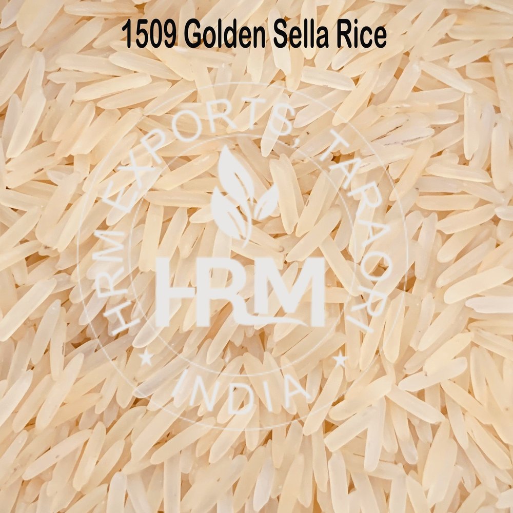 1509 Golden Sella Rice
