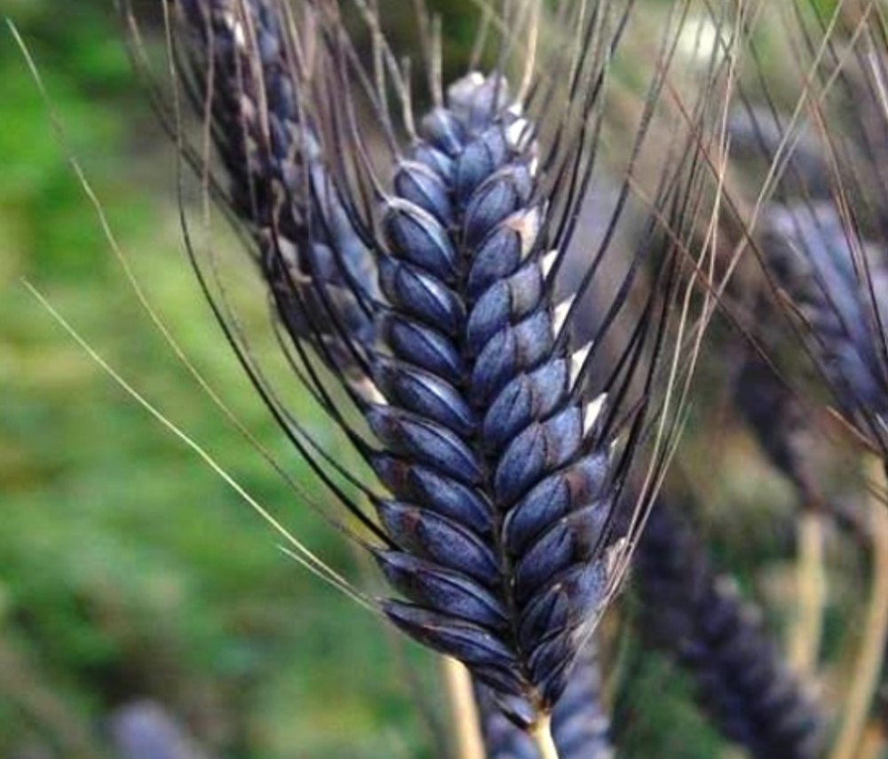 Natural Indian Anti Diabetic Black Wheat Atta, Packaging Type: Packet
