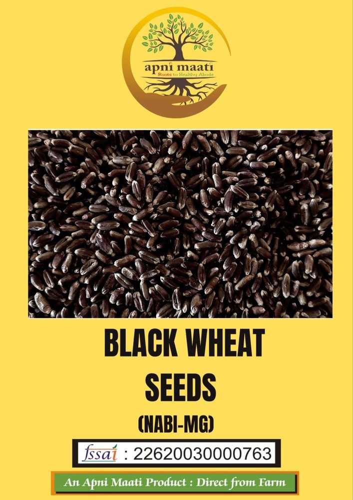 Black Wheat l NABI-MG Premium Quality Organic Kala Gehun