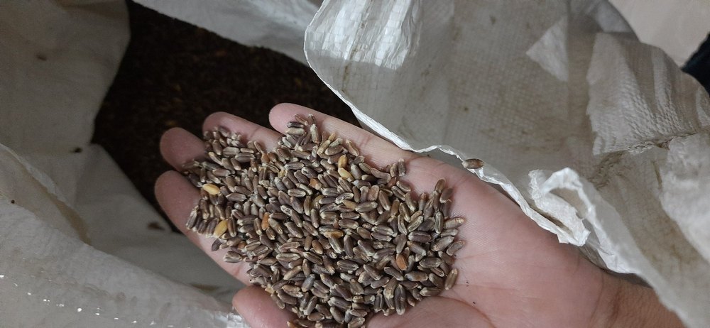 50 Kg Black Wheat